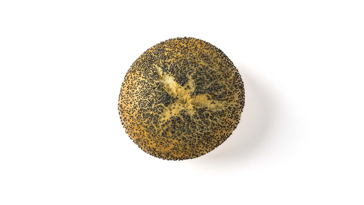 WEB_Mohnbroetchen_oben_1200x675